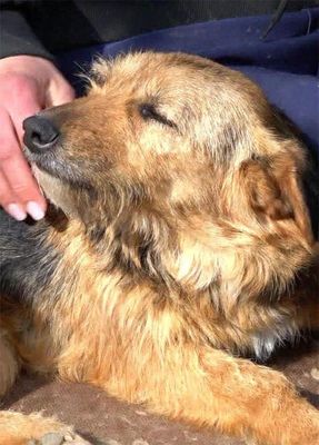 Hunderettung ohne Grenzen