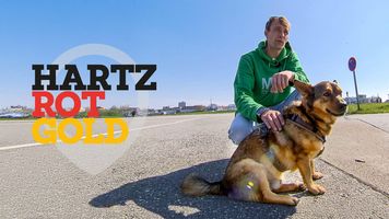 Hartz Rot Gold