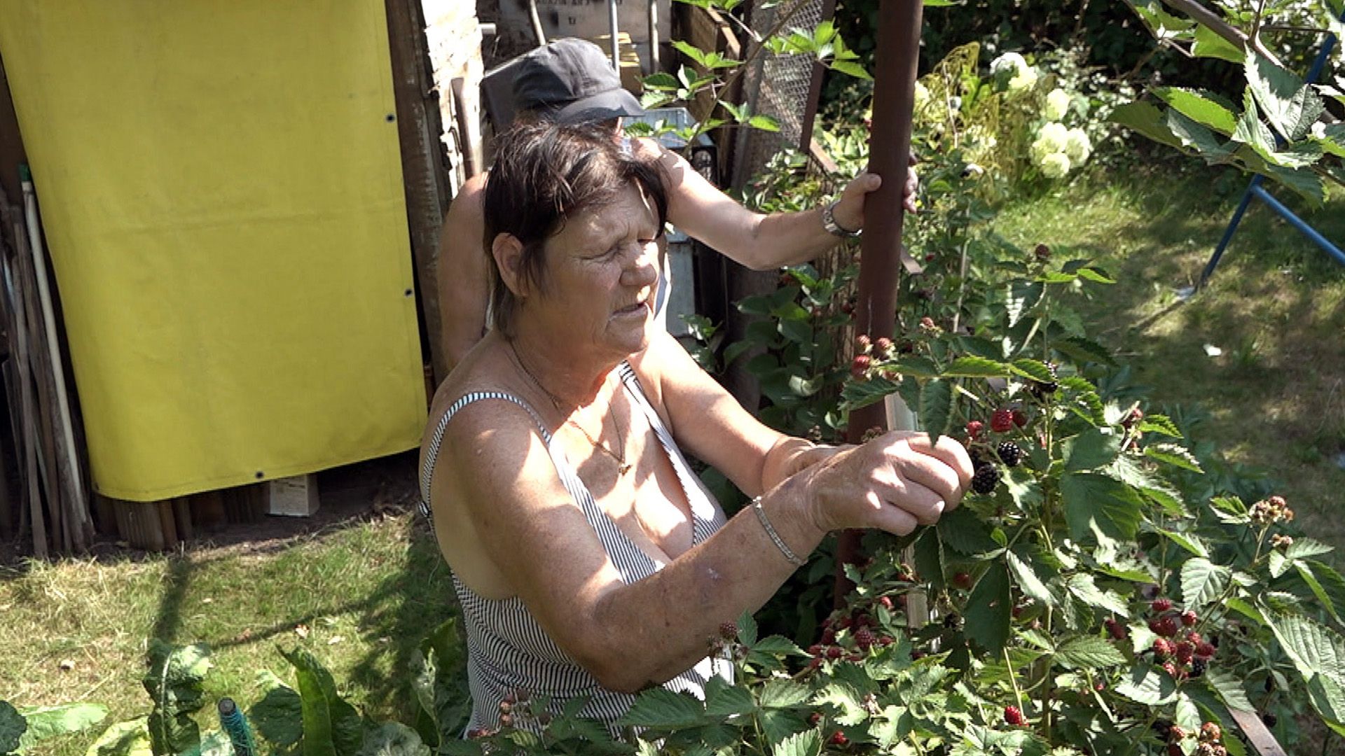 Folge 11 Von Hecke Zu Hecke Bunte Beetgeschichten Staffel 1 RTL