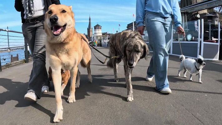 Citydogs - der Stadthundeknigge