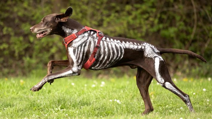Geschirr oder Halsband - was trägt Hund?