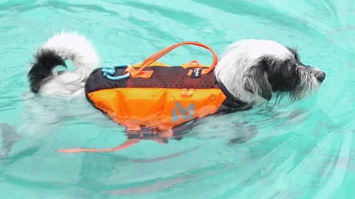 Ein Tag im Hundefreibad