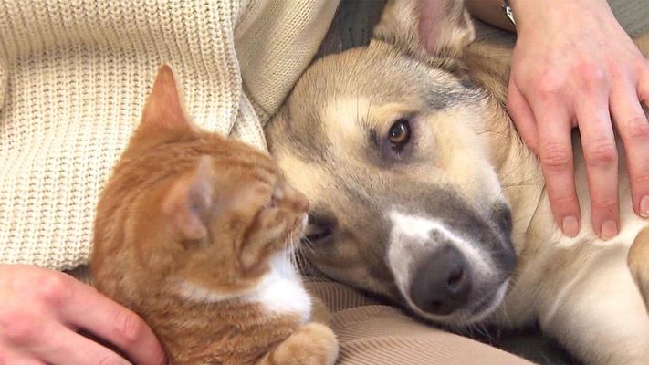 Hund und Katze - ein gemeinsames Leben ist möglich