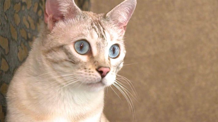 Superheldin Katze
