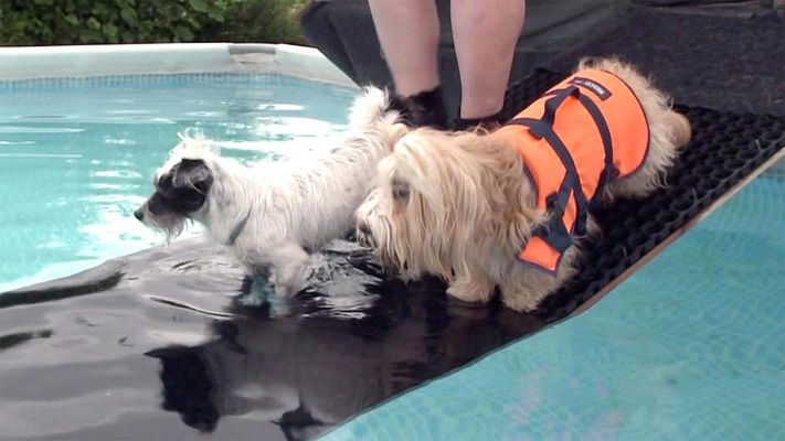 Höher, schneller, weiter - Dog Diving!