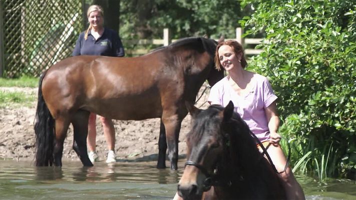 Schwimmen mit Pferden