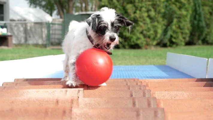 Doggi Golf
