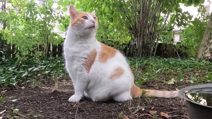 Katzensitter oder Katzenpension - Wohin mit der Mieze im Urlaub?