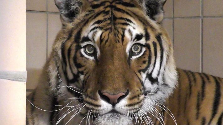 Hausbesuch bei zwei Tiger-Brüdern