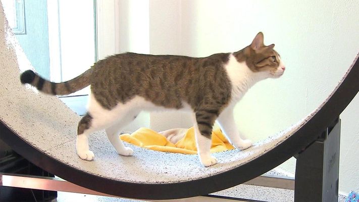 Ein Laufrad für die Katze