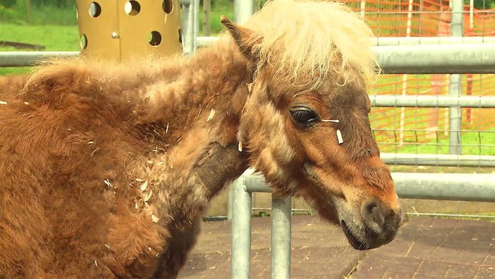 Rettung für ein behindertes Pony