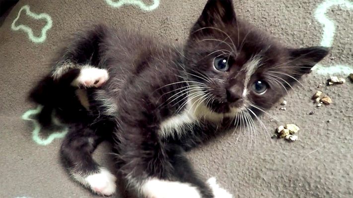Großbaustelle für Katzenbabys