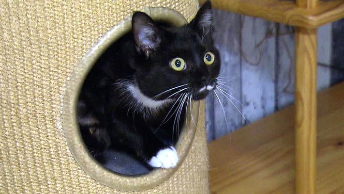 Frische Luft für kranke Katzen