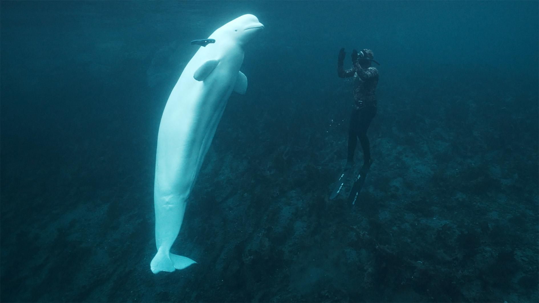 Hvaldimir - der Spionage-Wal