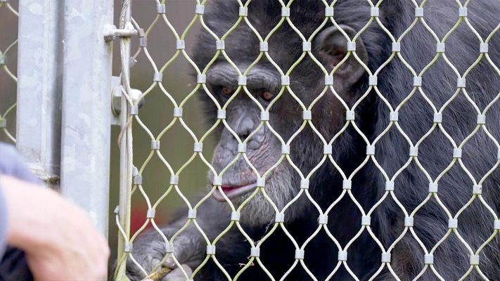 Schimpansen im Hochsicherheitstrakt