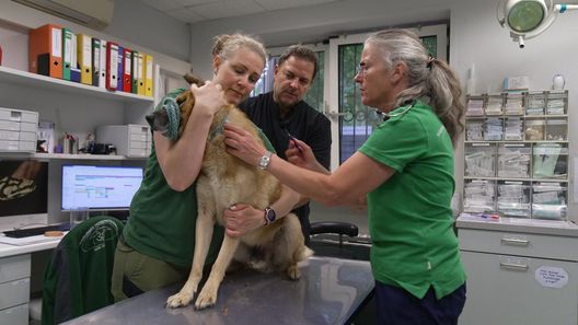 Martin Rütters Tierheimhelden