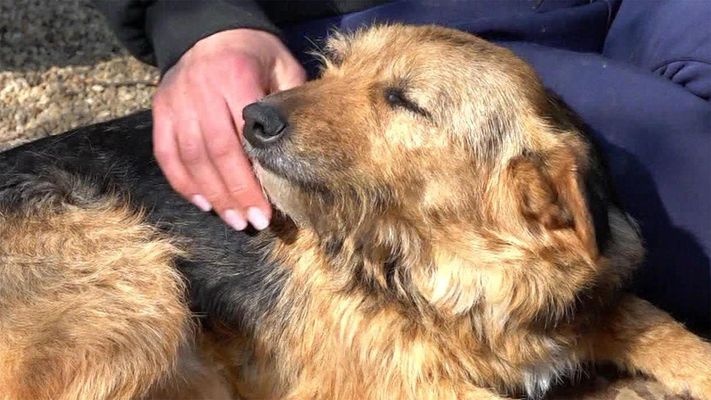 Hunderettung ohne Grenzen