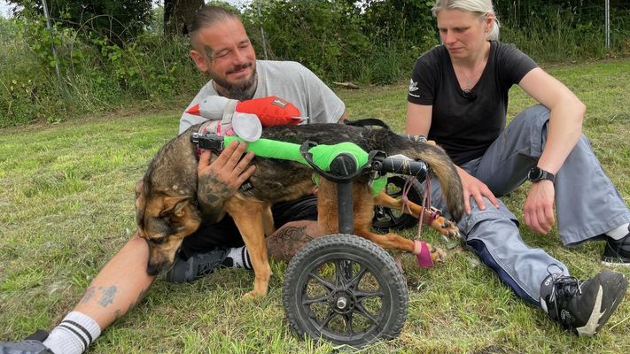 Zuflucht für Angsthunde