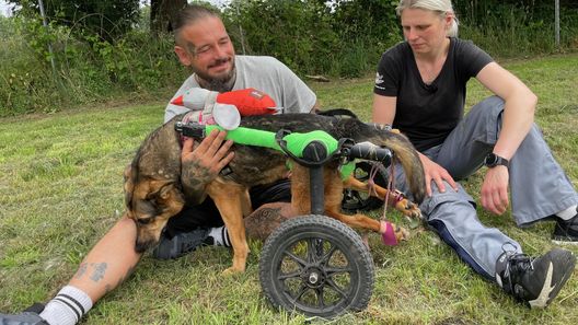 Harte Hunde - Ralf Seeger greift ein