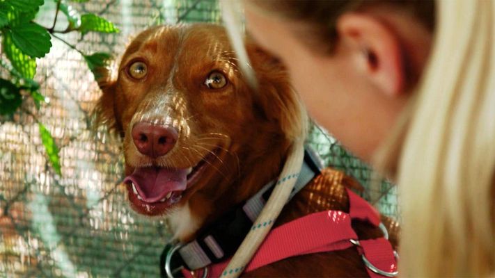 "Triple A" - Tierschutz in Marbella