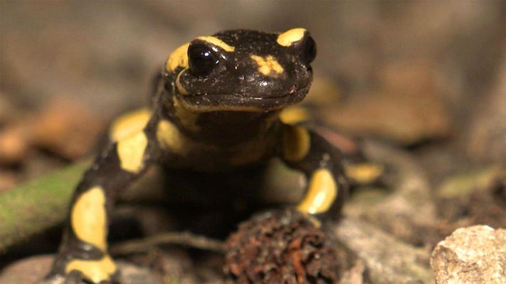 Eine Arche Noah für Feuersalamander