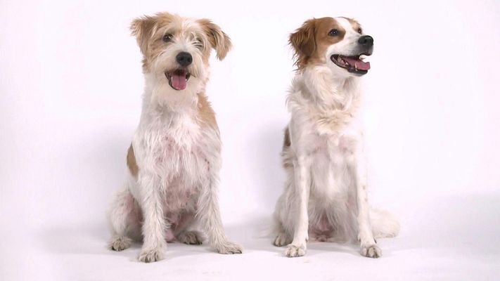 Portrait: Kromfohrländer