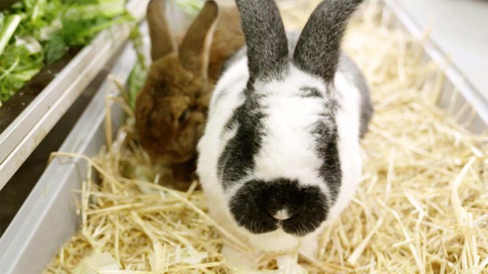 Kaninchenaußenhaltung im Winter