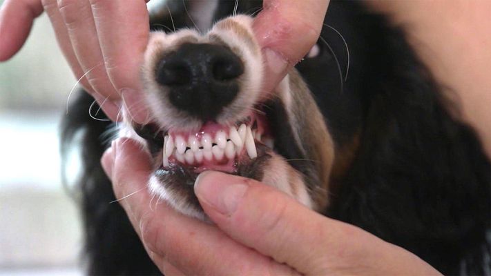 Zahnhygiene beim Hund