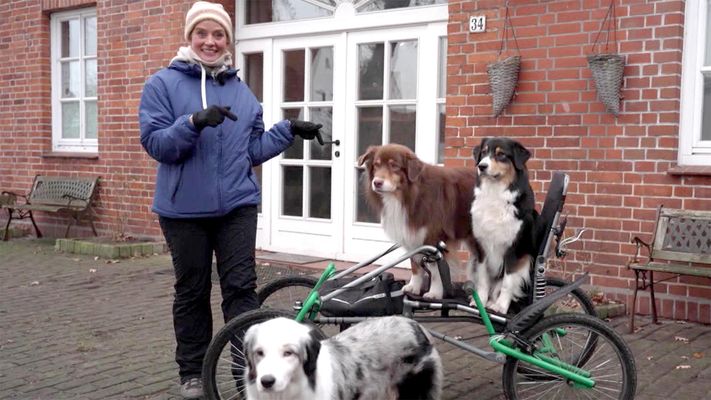 Zughundesport Sacco Cart