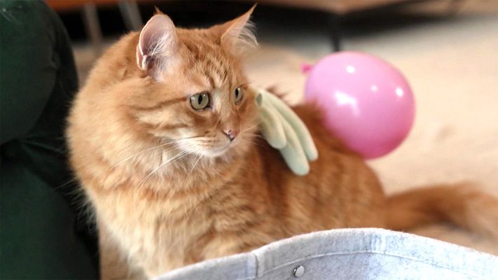 Hygiene im Haustierhaushalt