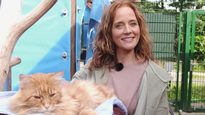 Tipps zum Katzen-Fellwechsel