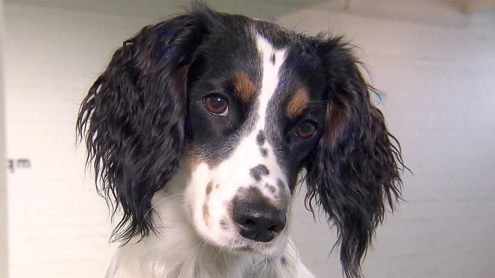 Agility mit Hündin Boo