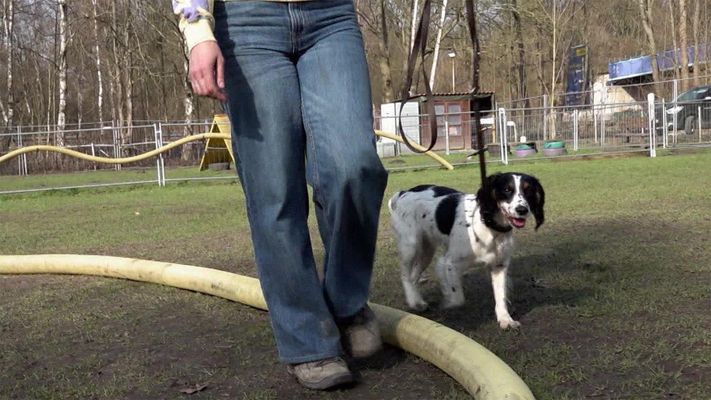 Spaß am Kreis - Longieren mit Hund?