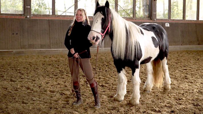 Neue Fälle für die Pferdeprofis