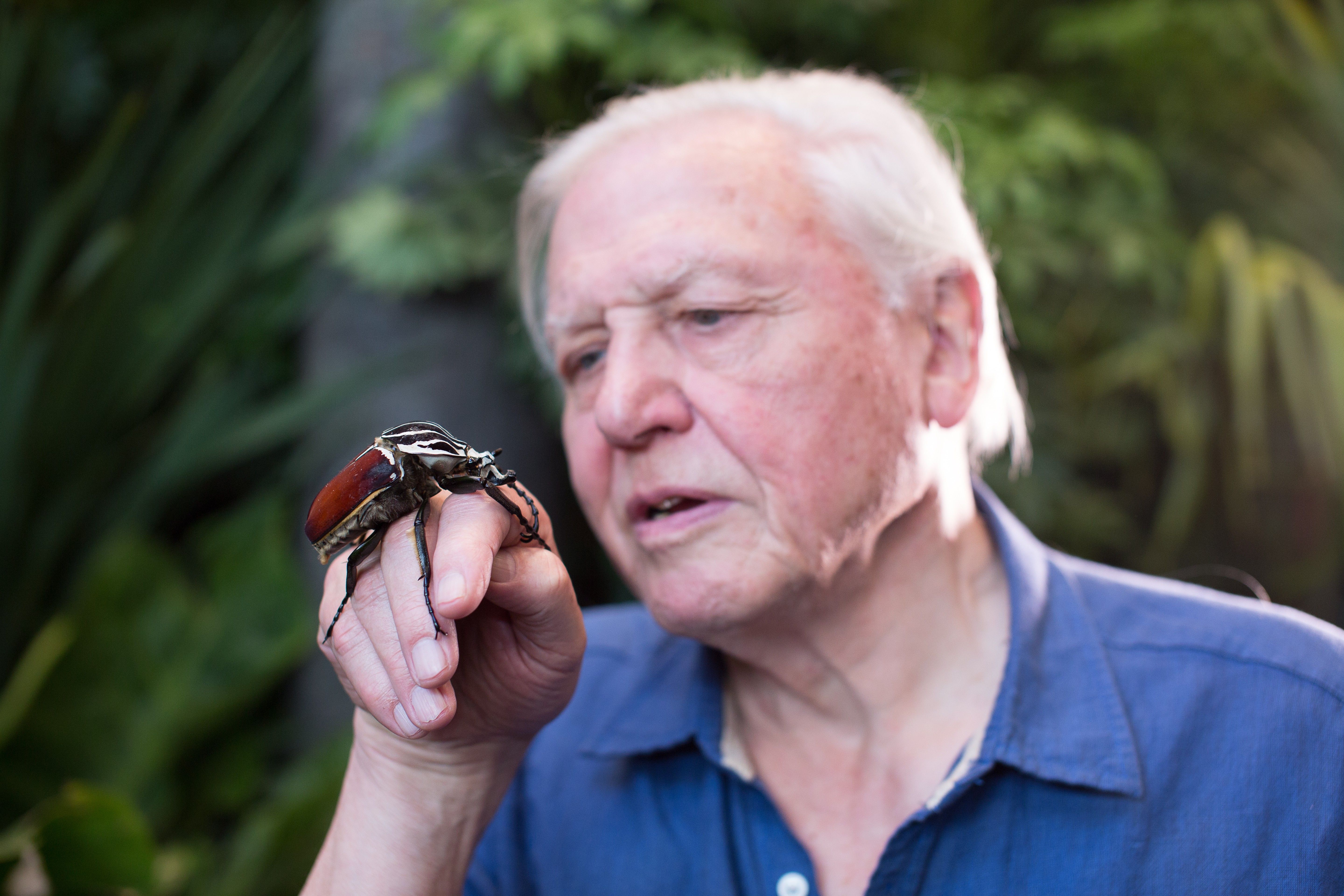 David Attenborough - Ein Leben für Planet Erde