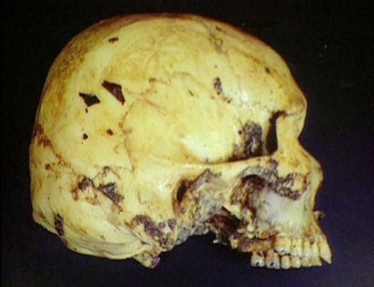 Medical Detectives - Geheimnisse der Gerichtsmedizin