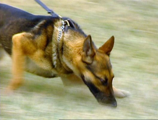 Medical Detectives - Geheimnisse der Gerichtsmedizin