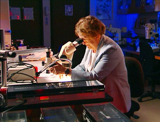Medical Detectives - Geheimnisse der Gerichtsmedizin