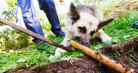 Medical Detectives - Geheimnisse der Gerichtsmedizin