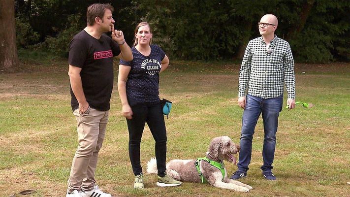 Großpudel "Anton" jagt seinen eigenen Schatten