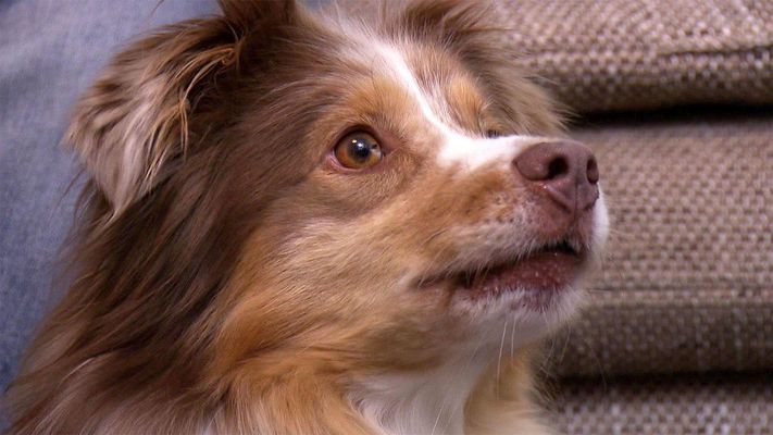 Mini-Australian-Shepherd Milow schlägt Besucher in die Flucht