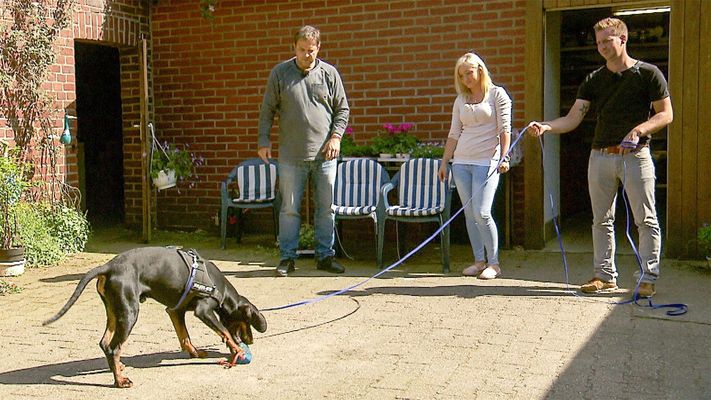 Der polnische Jagdhund Sam hält alle auf Trab