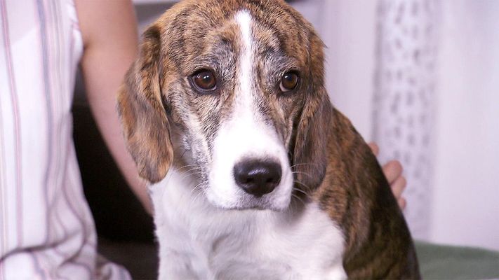 Heute u.a. mit: Celine mit Beagle-Jack Russell Mischling Charly