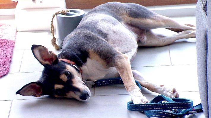 Heute mit: Susi mit Pinscher-Mischling Kimi