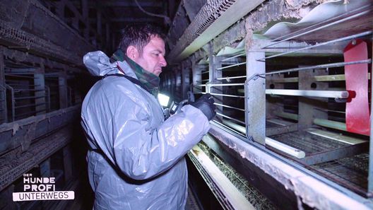 Der Hundeprofi unterwegs