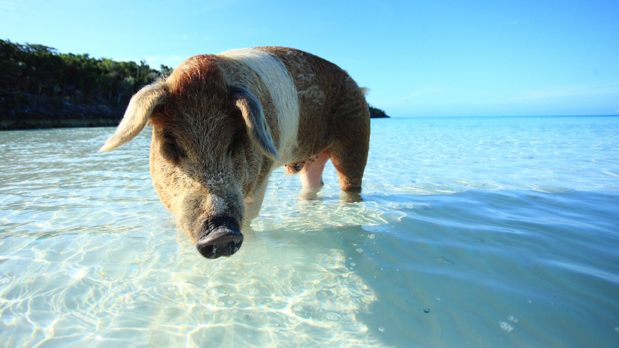 Die fabelhafte Welt der Schweine