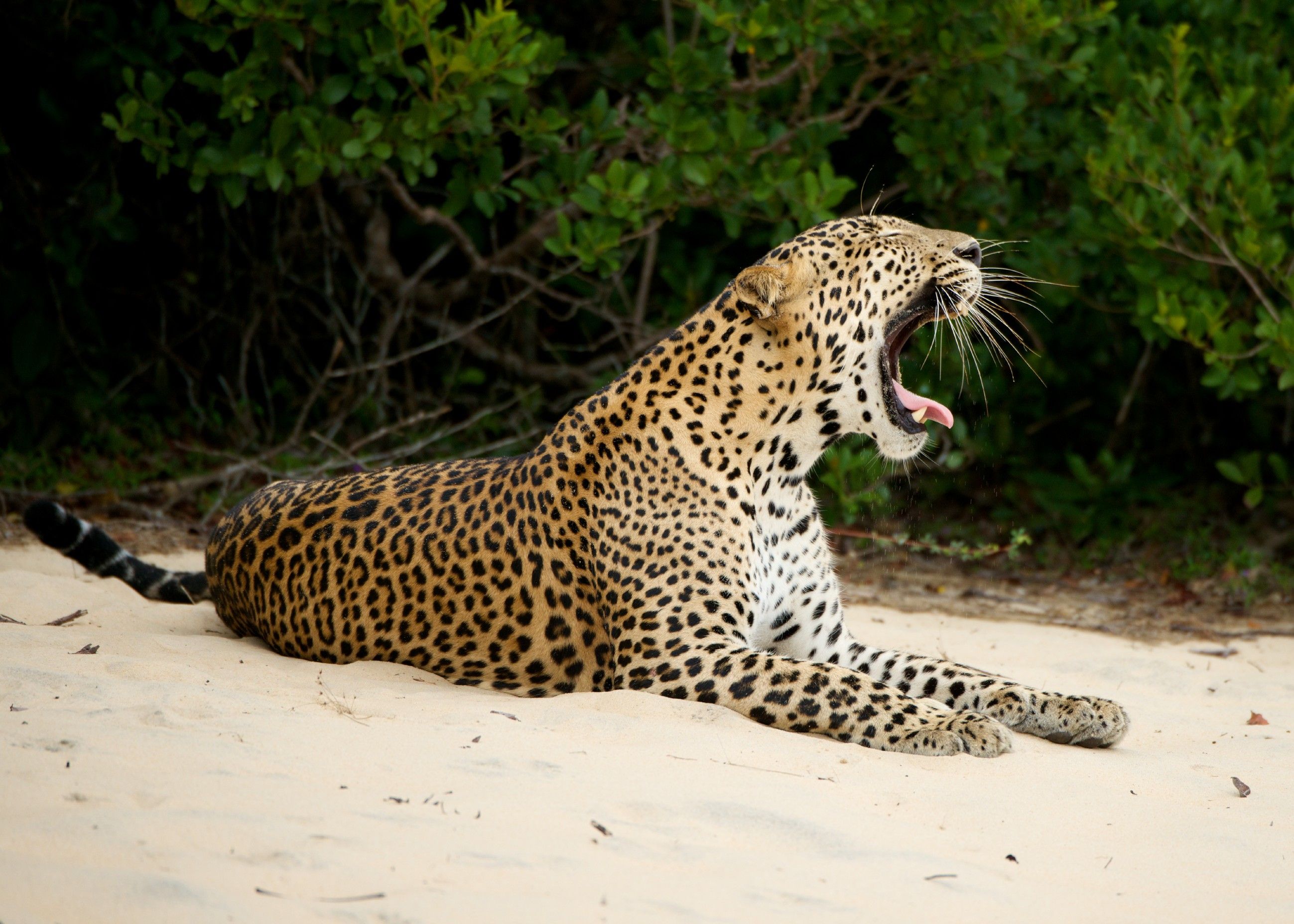 Wildes Sri Lanka