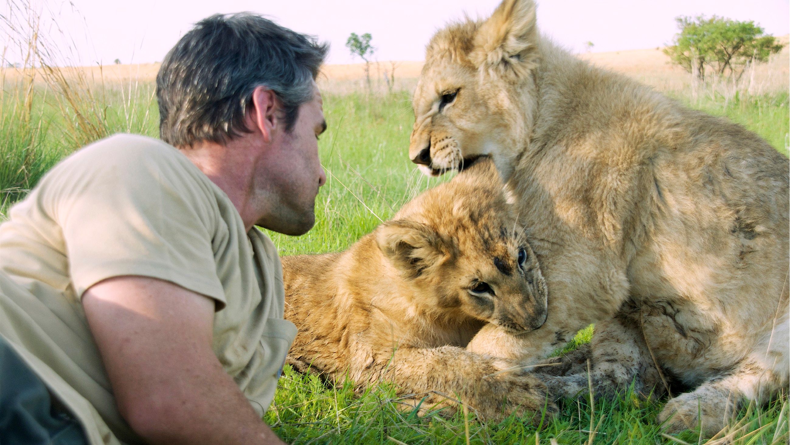 Zwei Löwen auf Reisen - Heimkehr nach Afrika