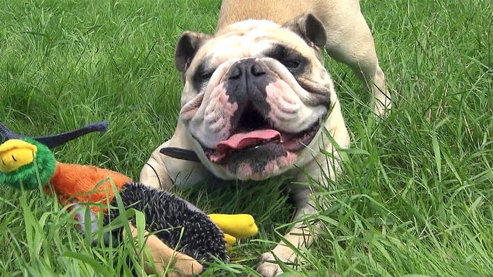 Thema heute: Mischling "Tyson" und Bulldoge "Tequila"