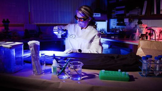 Medical Detectives - Geheimnisse der Gerichtsmedizin